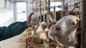 Бразилия постепенно отказывается от антибиотиков в животноводстве